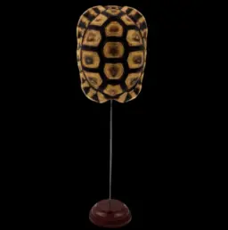 Chersina Angulata – Shell of Angulate Tortoise of Southern Africa