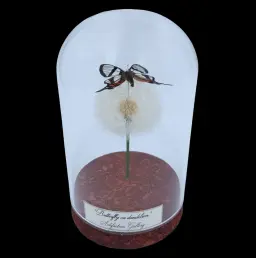秘魯玻璃罩內乾花上的 Chorinea sylphina
