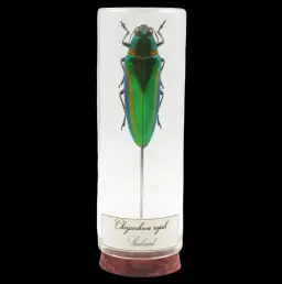 Chrysochroa rajah – The Majestic Green Jewel of Thailand