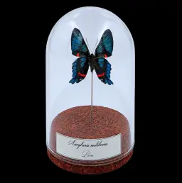 Ancyluris meliboeus in Glass Cloche 10 cm, Peru