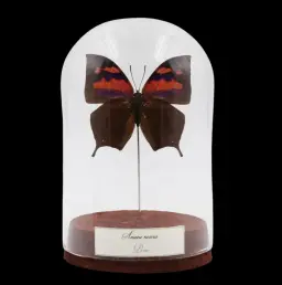 Anaea nessus Butterfly in Glass Cloche – Peru