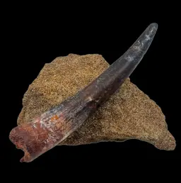 Tooth of Spinosaurus – Relic of the Great River Hunter