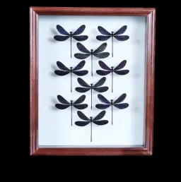 Rare Vestalis melania Dragonfly in an Elegant Framed Display – A Glimpse into the Enigmatic Beauty of the Philippines