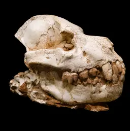 Dinocrocuta Skull - Relic of a Miocene Bone-Crushing Predator
