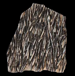 Fossilized Orthoceras cephalopods in limestone matrix