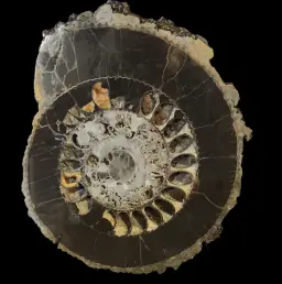 Ammonite Speetoniceras versicolor – A Multicolored Masterpiece of the Early Jurassic Sea