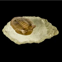 Prehistoric arthropod - trilobite (Paraceraurus exsul), circa 464 mln years old, Russia, well preserved