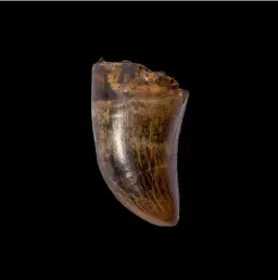 Tyrannosaurus tooth