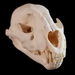 Leopard Skull – A Rare Symbol of Stealth and Elegance