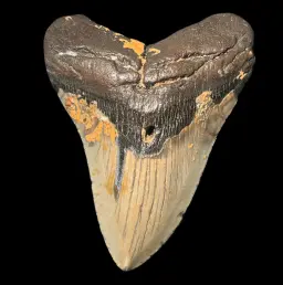 Fossilized Megalodon Tooth – 13 Million Years Old, Polished, 200g