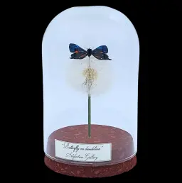 Ancyluris meliboeus on dandelion in glass cloche, Peru
