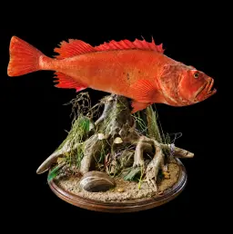 Golden Red Perch - A Long-Lived Predator of the North Atlantic