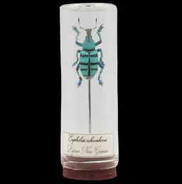 Exquisite Eupholus schoenherri Specimen Encased in Glass – Papua New Guinea