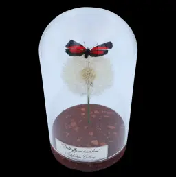 Callicore peristera male on dandelion in Glass cloche, Peru