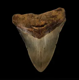 Megalodon Tooth, 107gr, h 9.8cm, 13mln years old