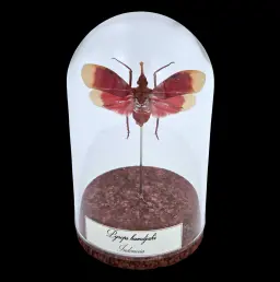 Pyrops hamdjahi in Glass cloche, Indonesia