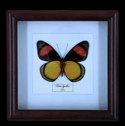 Masterpiece of Amazonian Mimicry: Batesia hypochlora in Frame, Peru
