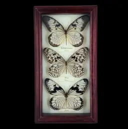 Collection of Idea butterflies in Frame