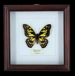 熱帶的優雅飛行：框裝 Graphium cyrnus，印尼