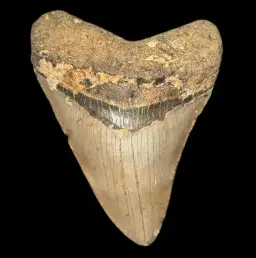 Megalodon Tooth, 109 gr, h 9.5 cm, circa 13 mln years old