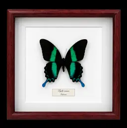 Papilio blumei in Frame, Indonesia