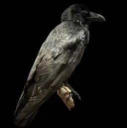 Raven Full mount