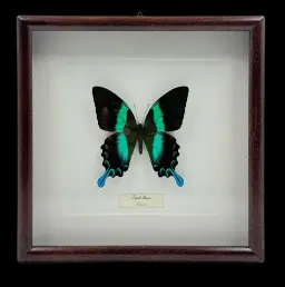 Radiant Jewel: Papilio blumei from Indonesia