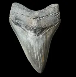 Megalodon Tooth, 125 gr, Polishing, h 11 cm, circa 13 mln years old