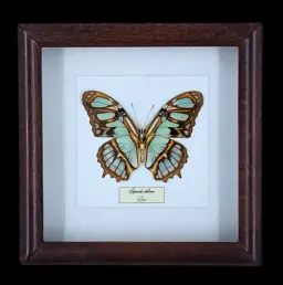Malachite Wing Beauty: Siproeta stelenes in Frame, Peru