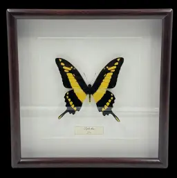 Papilio Thoas, Peru – Timeless Beauty in a Wooden Frame
