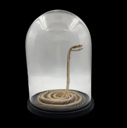 Preserved Snake Skeleton in Glass Cloche – A Delicate Study of Natural Form