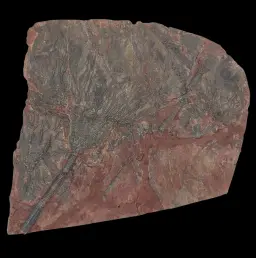 Crinoid Fossil Slab with Articulated Sea Lilies