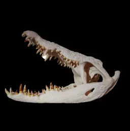 Nile Crocodile Skull with Open Mouth – A Pristine Specimen from Africa’s Majestic Predator