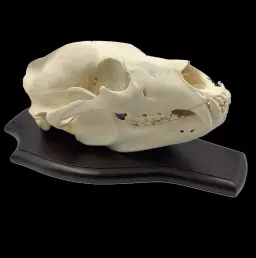 Bear Skull – A Majestic Relic of the Wilderness