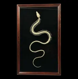 Skeleton of Pseudopus apodus (Legless Lizard) in Wooden Frame