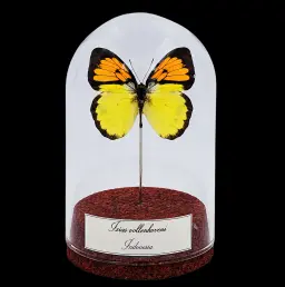 Ixias vollenhoveni in Glass Cloche 10 cm, Indonesia