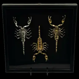 Golden and Silver-Patina Scorpions in Decorative Frame – A Unique Display of Artful Design