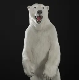 Imposing Polar Bear Mount from the Canadian Arctic