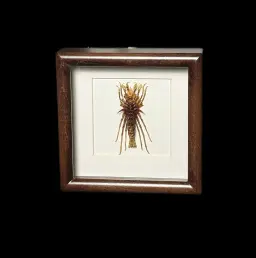 Baikal Amphipod - Acanthogammarus lappaceus in a Wooden Frame (Glass)