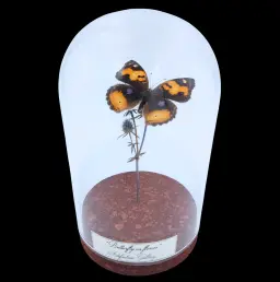 Junonia hierta on dendlion in Glass cloche, South Africa