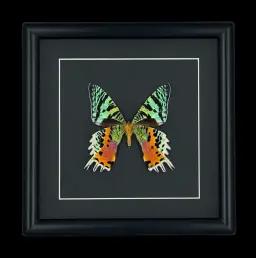 Urania ripheus in Black Frame, Madagascar