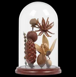 Tropical fruits and seeds in glass cloche