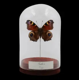 Inachis io in Glass Cloche – European Eye-Catcher