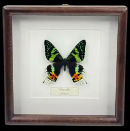 Urania ripheus – Madagascar’s Iridescent Treasure