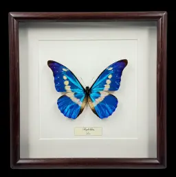 Morpho helena——秘魯的璀璨藍色寶石，優雅木框裝