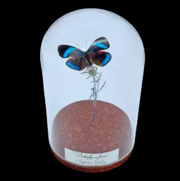 Diaethria sp. on dried bloom in Glass Cloche, Peru