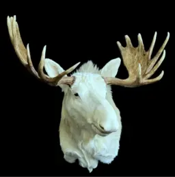 Mounted White Moose