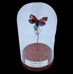 Lycaenidae sp. on dried bloom in Glass cloche, Europe