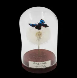 Blue and Red Spotted Butterfly on Dandelion in Glass Cloche