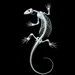 Complete Rock Monitor Skeleton - A Rare and Remarkable Specimen from Southern Africa